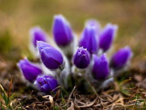 Koniklec na Kamenném vrchu