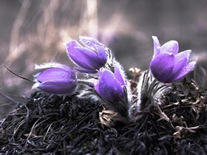 Koniklec na Kamenném vrchu