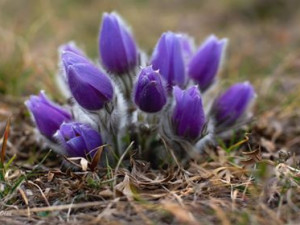 Koniklec na Kamenném vrchu