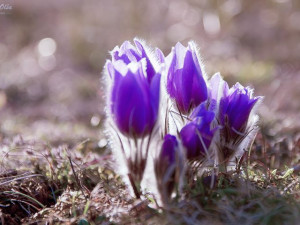 Koniklec na Kamenném vrchu