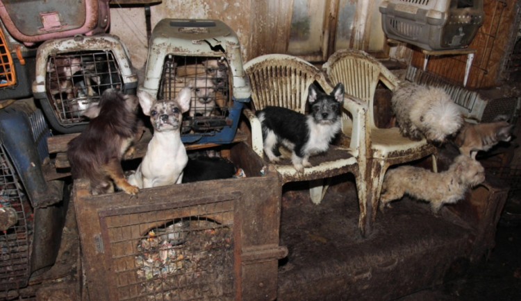 Skandální případ řešili veterináři v Kamenici nad Lipou na Pelhřimovsku