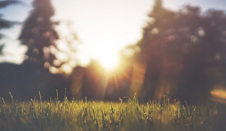 grass-455753_960_720