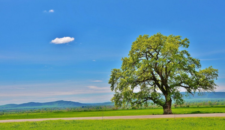 Jihomoravské obce mohou získat grant na výsadbu stromů