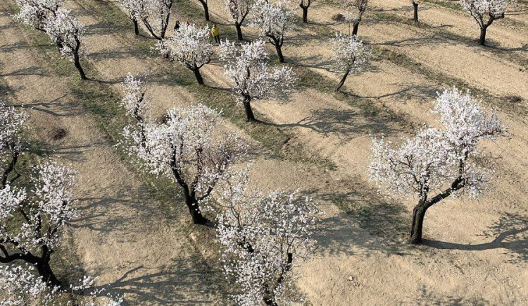 Rozkvetlé mandloně v Hustopečích