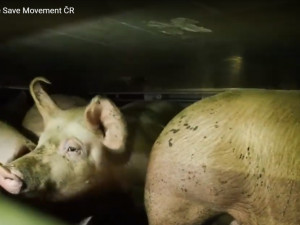 Sdružení Zvířata nejíme se snaží prosadit zavedení kamerového systému na českých jatkách.