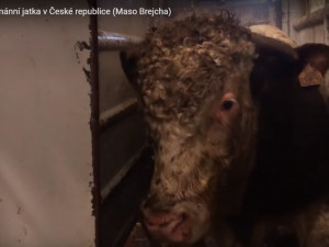 Sdružení Zvířata nejíme se snaží prosadit zavedení kamerového systému na českých jatkách.