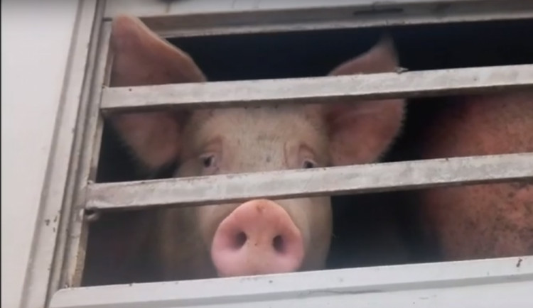 Sdružení Zvířata nejíme se snaží prosadit zavedení kamerového systému na českých jatkách.