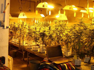 FOTO: Policisté odhalili na Brněnsku velkou pěstírnu marihuany. Rostlo v ní až 400 kytek