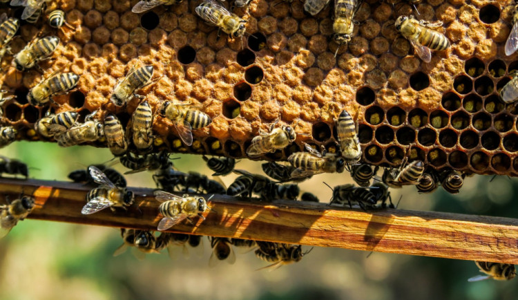 Neznámý zloděj ukradl dvacet úlů i se včelami
