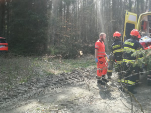 Při práci v lese na Vyškovsku spadl na muže strom, se středně těžkým zraněním skončil v nemocnici