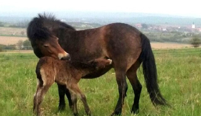 Autor: Marcel Kundrát