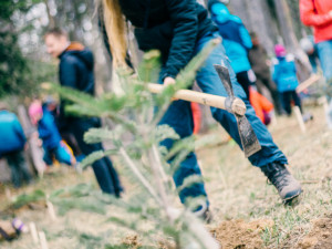 Sázení vánočních jedliček