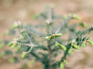 Sázení vánočních jedliček