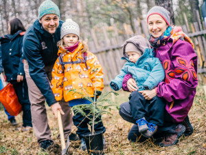 Sázení vánočních jedliček