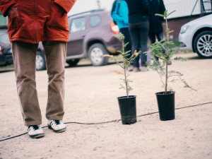 Sázení vánočních jedliček