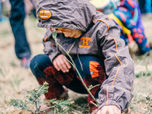 Sázení vánočních jedliček