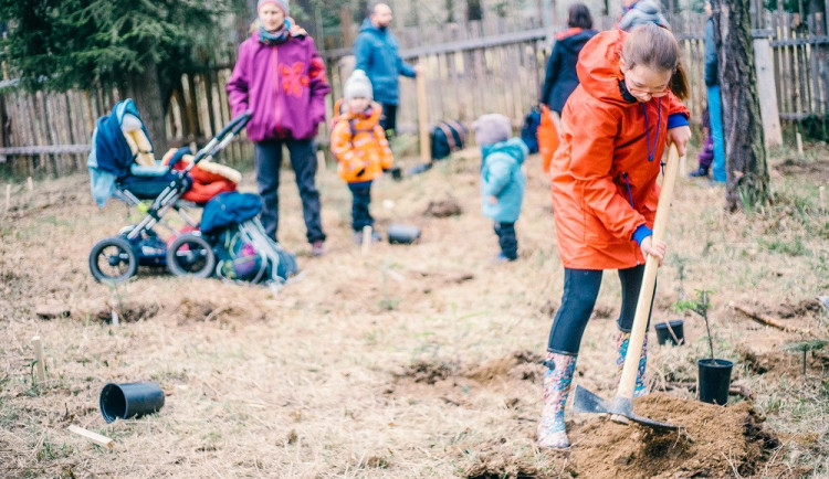 Sázení vánočních jedliček