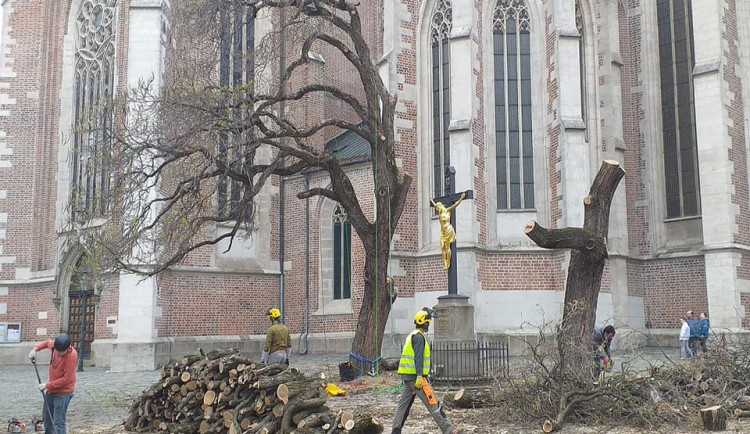 FOTO/VIDEO: Dělníci pokáceli stromy před bazilikou na Mendlově náměstí