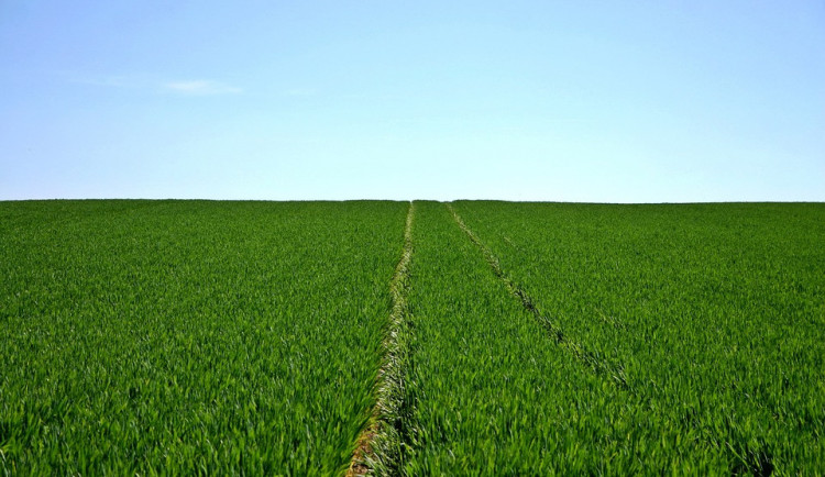 cereals-480691_960_720