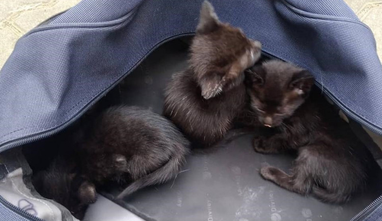 Nalezená koťata v Brně Maloměřicích