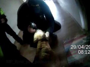 VIDEO: Muž v Brně týral svého pitbula, protože na něj vrčel. Zasáhnout museli strážníci