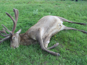 Neznámý pytlák zastřelil trofejního jelena