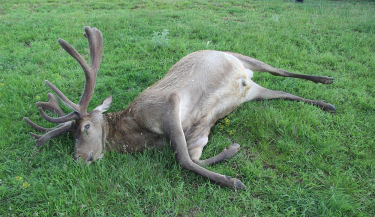 Zastřelený jelen