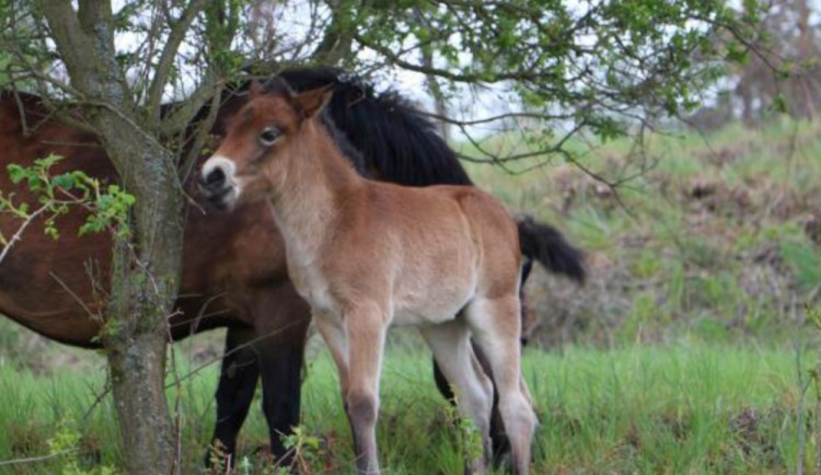 FOTO: Stáda divokých koní v Podyjí se rozrostla o šest hříbat