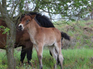 FOTO: Stáda divokých koní v Podyjí se rozrostla o šest hříbat