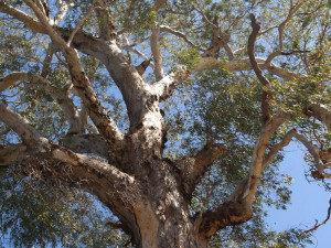 Brněnská brokovnice míří na kolena Australanů. Veterán chrání 300 let starý strom českou zbraní