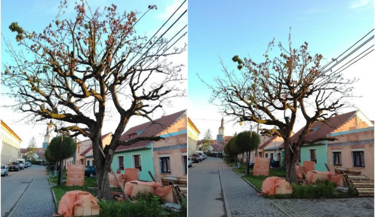 Do staré hrušně někdo úmyslně navrtal díry a nalil neznámou látku, strom uschl