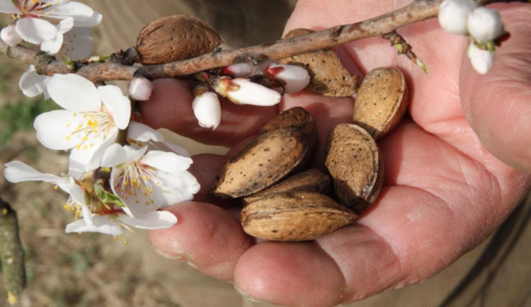 ilustrační foto, zdroj: Slavnost mandloní
