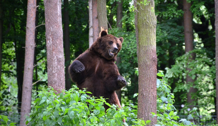 Na Břeclavsku lidé zahlédli medvěda, nejspíš krajem jen procházel