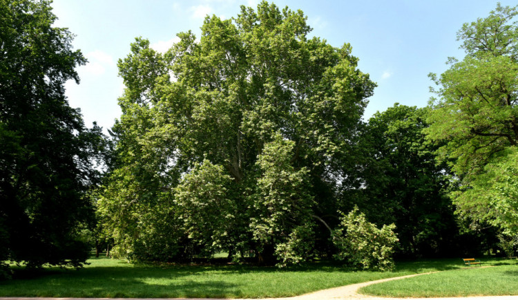 Platan v Lužánkách