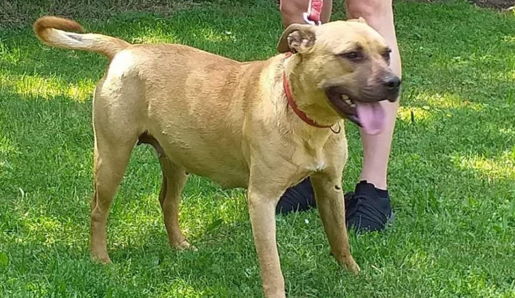 Neznáte někdo tohoto pejska?