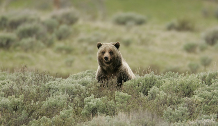 grizzly-bear-869223_960_720
