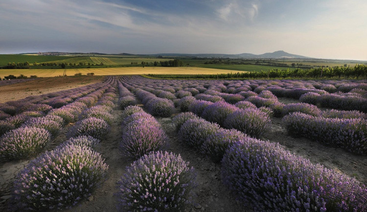 Levandulová farma ve Starovičkách