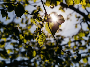 Jak se žije stromům v horkém Brně? Vědci zkoumají stresové podmínky stromů ve městě