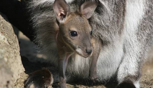 Hodonínské klokáně