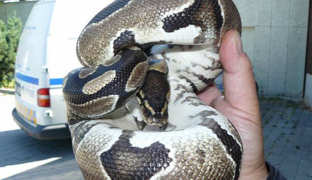 Krajta v Řečkovicích