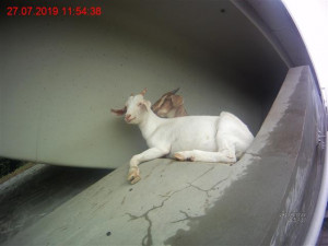 FOTO/VIDEO: Strážníci naháněli po Líšni ovce a kozy. Zvířata si udělala pohodu pod mostem