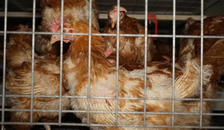 Benešák zaplní klece s lidmi i zvířaty, upozorní na klecové chovy