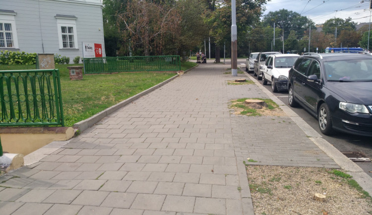 Pokácené stromy v Rooseveltově ulici