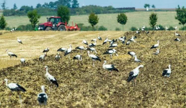 Hubení hrabošů vzbuzuje vlny pobouření. Ministerstvo bude jednat o dalších možnostech