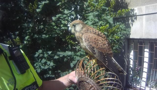 Poštolka v péči odchytářů MP Brno