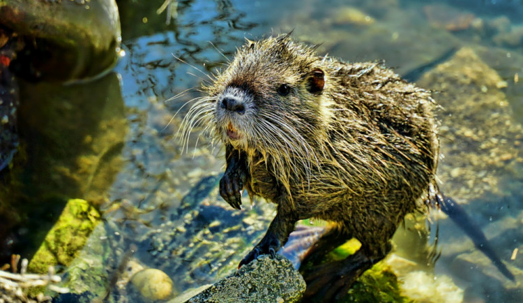 Krmení nutrií se stává vyhledávanou atrakcí, město ale upozorňuje na řadu nebezpečí
