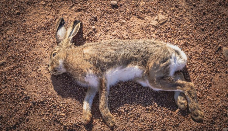 Jed na pole u Brna rozházel podnik Bonagro, uhynuly desítky zajíců