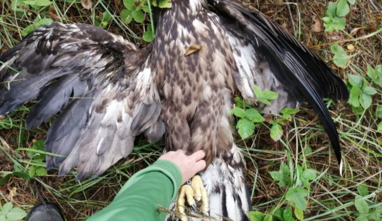 Houbaři našli postřeleného orla mořského, dravec později v Liberci zahynul