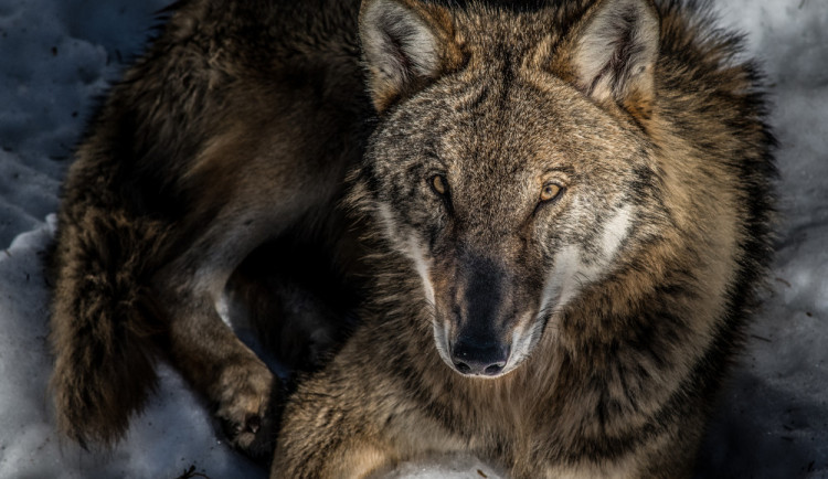 Myslivci chtějí, aby vlk přestal být přísně chráněné zvíře
