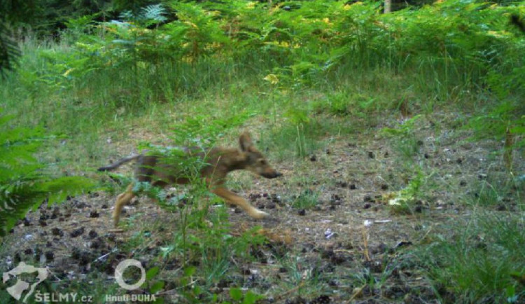 FOTO, VIDEO: Ralsko domovem vlků. Fotopasti potvrdily letošní čerstvé přírůstky